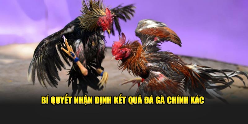 Bí quyết nhận định kết quả đấu gà chính xác