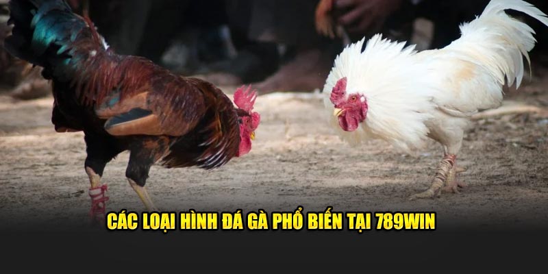 Các loại hình đá gà phổ biến tại 789WIN