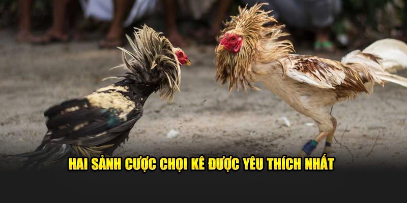 Hai sảnh cược chọi kê được yêu thích nhất