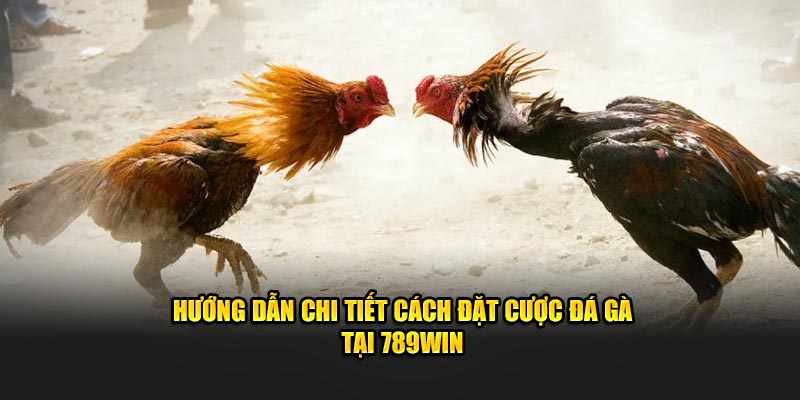 Hướng dẫn chi tiết cách đặt cược đấu gà tại 789WIN