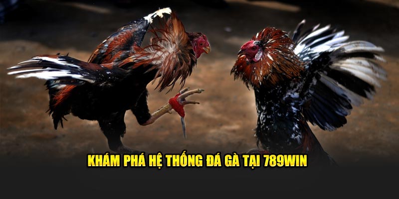 Khám phá hệ thống đá gà tại 789WIN