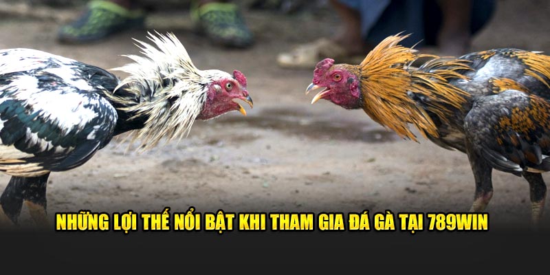 Những lợi thế nổi bật khi tham gia đá gà tại 789WIN